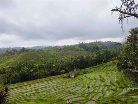 Tanah Kebun Murah View Sawah Terasering Di Bali Tanah 903489966