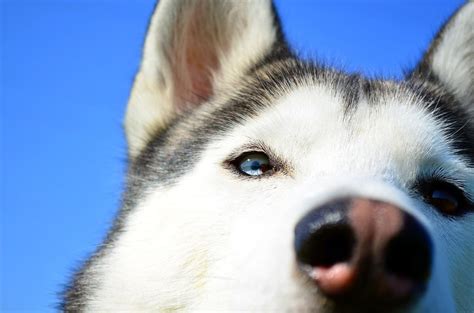 husky training tips canna pet