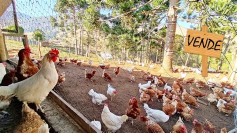 Adquira J Suas Galinhas Poedeiras De Ovos Creme O M Ximo Em