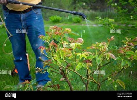 El Jardinero Trata Las Plantas De Flores Afectadas Tratamiento De