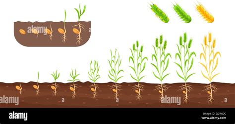 Wheat Growth Stages Germination Sedding Plant Growing Sprout Plantation Cultivation Roots