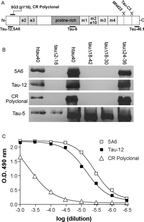 Early N Terminal Changes And Caspase Cleavage Of Tau In Alzheimer S