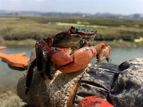 Salt Marsh Resilience Compromised By Superabundant Crabs Along Tidal