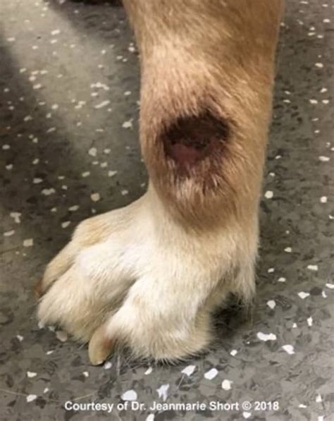 What Can I Put On My Dogs Lick Granuloma