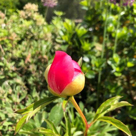 Paeonia Coral Charm Peony Coral Charm Herbaceous Uploaded By