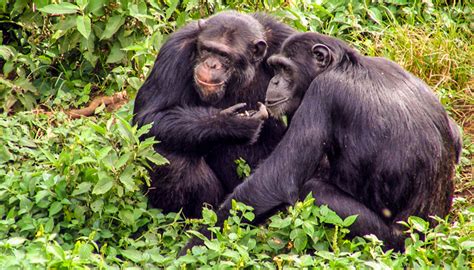 Kibale Forest National Park | Uganda Wildlife Safari Destinations