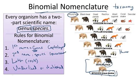 Binomial Nomenclature Youtube