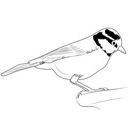 African Blue Canary Bird Coloring Pages for Kids - Download African Blue Canary Bird printable ...