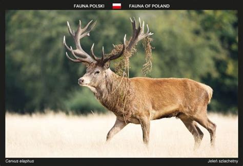 Fauna Polski Jeleń Szlachetny