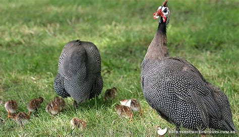 6 Essential Things You Need To Know About Raising Guinea Fowl Keets