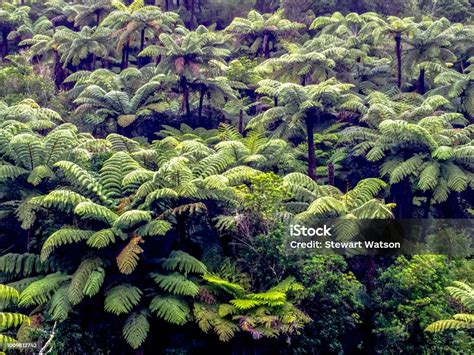 Nz Native Bush Scenery Stock Photo Download Image Now Beauty In