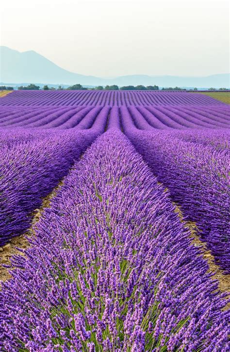 Tips For Growing Lavender Landscaping All Things Garden