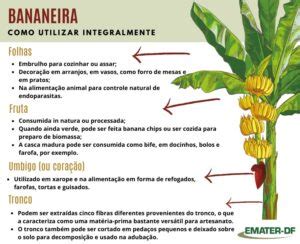 Como Usar A Bananeira De Forma Integral