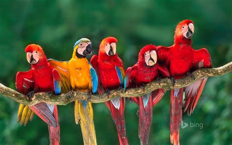 Guacamaya Wallpapers Top Free Guacamaya Backgrounds Wallpaperaccess