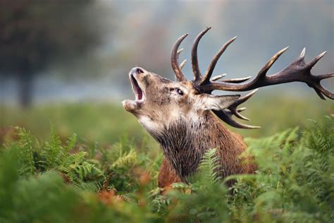 Podcast La Nuit Des Cerfs Le Chasseur Français