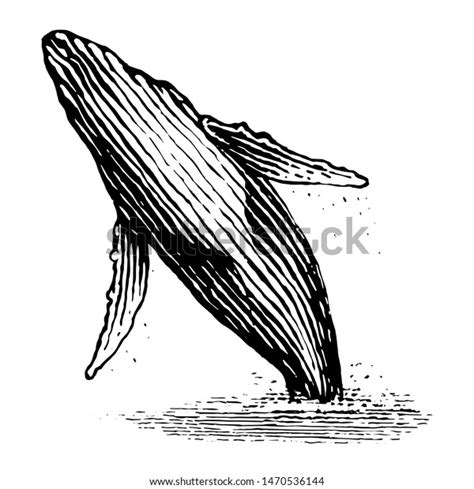 Humpback Whale Breaching Drawing