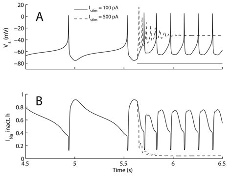 Depolarization Block As Applied Current Is Increased A Somatic Download Scientific Diagram