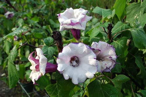 Datura metel 'Double Purple' Angel's Trumpet | Garden Center Marketing