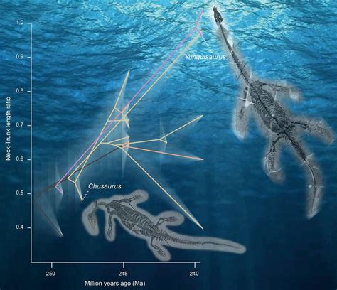 How did plesiosaurs get their super-long necks? New fossils give clues