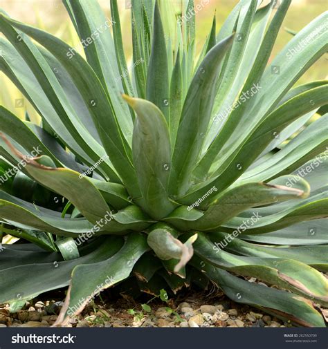 Sisal Agave Sisalana Perr Textile Industry Stock Photo 282550709