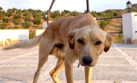 Leishmaniose Canina Sintomas E Tratamento