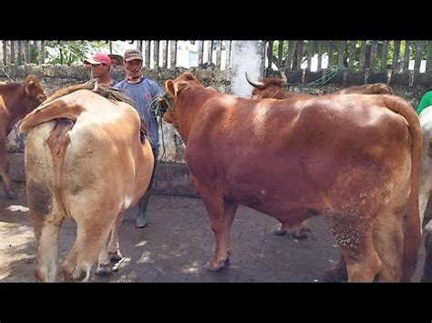 Harga Oleng Juta Babon Limousin Super Hamil Muda Pasar Kerek