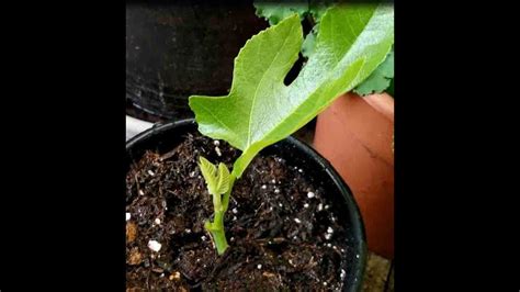 Propagating Fig Trees From New Growth Youtube