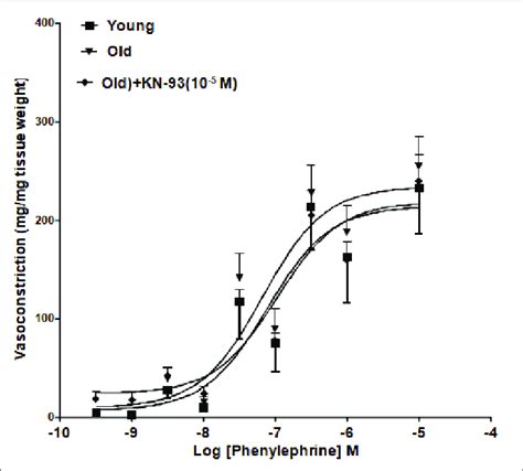 Kn 93 Attenuated Phenylephrine Pe Induced Contractile Responses In Download Scientific