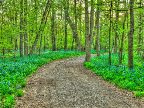 Donations Improvement Projects Poland Forest Foundation