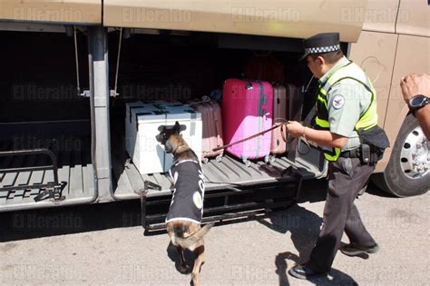 Hoy Es Día Del ‘binomio Canino El Heraldo De Aguascalientes