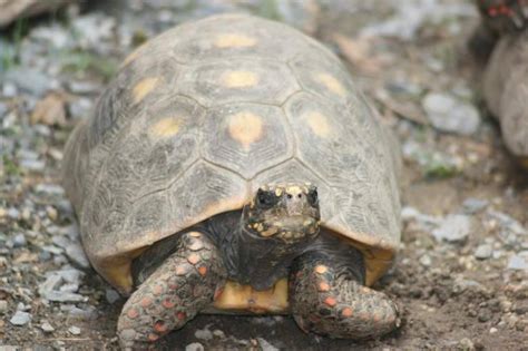 C Mo Mueren Las Tortugas Las Causas M S Frecuentes Vida Con Mascotas