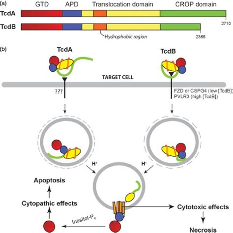 The Link Between Diphtheria Tcda And Tcdb Hydropathy Analysis Of A Download Scientific