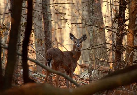 Deer In Headlights Meaning And Origin Revealed A Z Animals