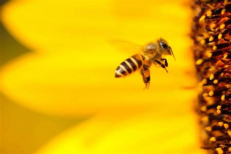 Le déclin des insectes pollinisateurs Brief science