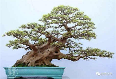 Jenis Tanaman Yang Bisa Dibuat Bonsai