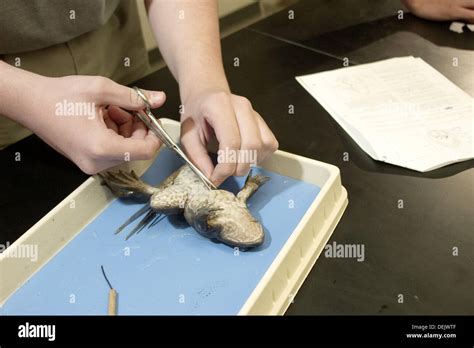 Dissection Frog Hi Res Stock Photography And Images Alamy
