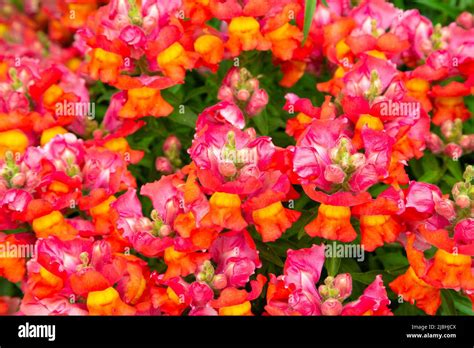 Antirrhinum Snapdragons Hi Res Stock Photography And Images Alamy