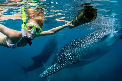 2023 Whale Shark Encounter And Sumilon Sandbar With Tumalog Falls