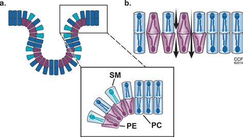 Effect Of Lipid Composition On Cell Membrane Endocytic Function And