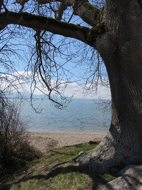 Baum Ufer Chiemsee Kostenloses Foto Auf Pixabay Pixabay