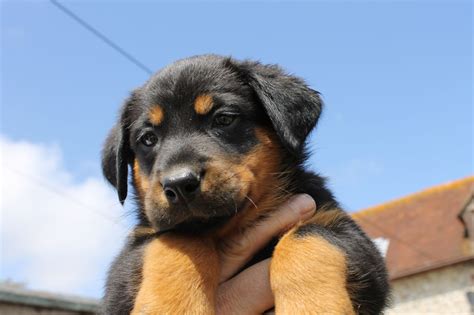 Beauceron Puppies,Dog Information,Dog Photos,Puppies Pictures