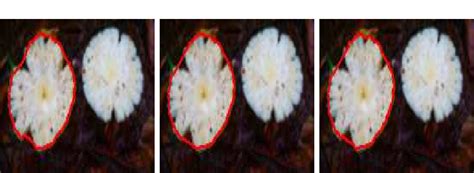 Figure 1 From Multiple Convex Objects Image Segmentation Via Proximal