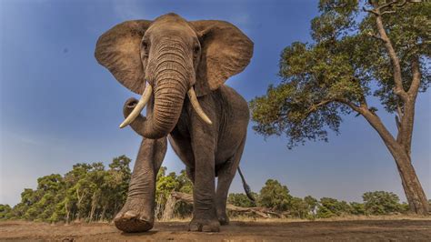 Sudáfrica un elefante embiste y mata a un cazador furtivo