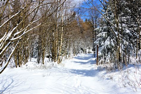 Banco De Imagens Panorama árvore Floresta Caminho Ramo Neve