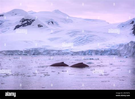 Humpback Whale Interactions Hi Res Stock Photography And Images Alamy