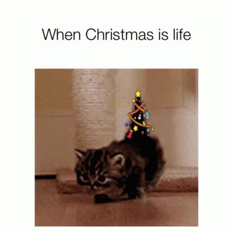 When Christmas Is Life Kittens GIF - WhenChristmasIsLife Kittens ...