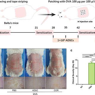 Adscs Alleviate The Gross Symptoms Of Ova Induced Ad In A Murine Model