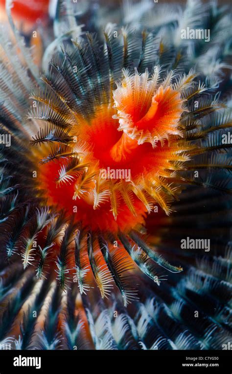 Philippines Coral Reef Underwater Anilao Christmas Tree Worm Marine