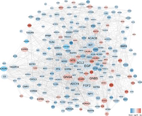 Protein Protein Interaction Network Of The Degs Red Nodes Stand For