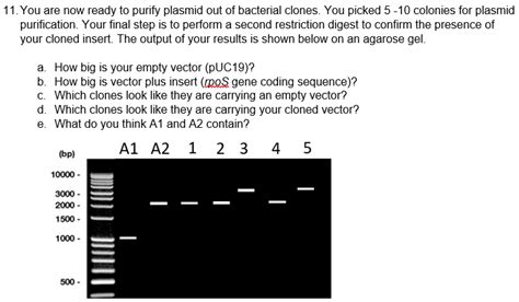 Solved You Are Now Ready To Purify Plasmid Out Of Chegg